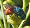 Chrysis splendidula